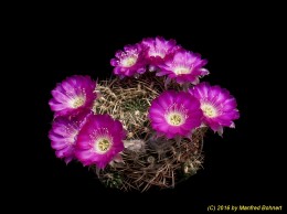 Lobivia acanthoplegma v. roseiflora 1697